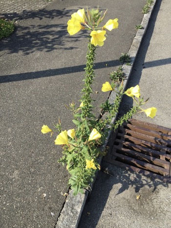 unadjustednonraw_thumb_d84d